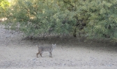 PICTURES/Bobcat/t_IMG_0802a.jpg